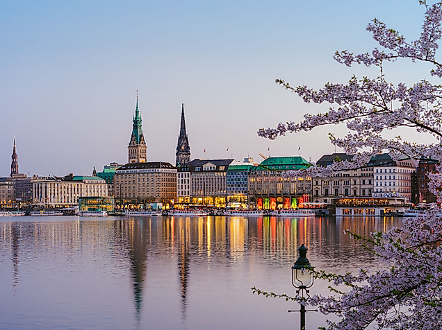 Blühende Kirschzweige vor der beleuchteten Hamburger Binnenalster am Abend im Frühling